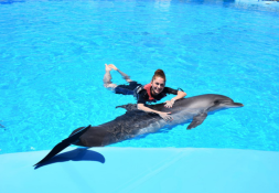 Swimming with dolphins